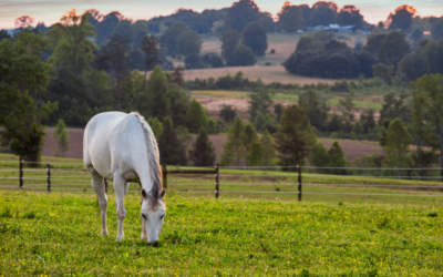 equestrian properties for sale chattanooga tn